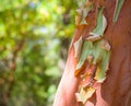 Arbutus tree bark