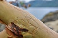 Arbutus tree branch defaced with a heart and initials carved into its smooth yellow bark, Saanich Inlet in the background Royalty Free Stock Photo