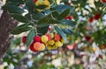 Arbutus tree branch in which a group of fruits Royalty Free Stock Photo