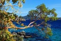 Vancouver Island, Arbutus Tree over Deep Blue Water at East Sooke Park, British Columbia Royalty Free Stock Photo