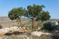 Arbutus tree on the hill