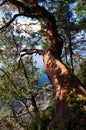 Arbutus tree near the shore of Portland Island Royalty Free Stock Photo