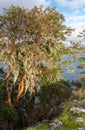 Arbutus tree on rocky coast Royalty Free Stock Photo