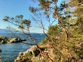 Arbutus Tree at Smuggler Cove Provincial Marine Park Royalty Free Stock Photo