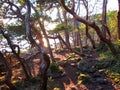 East Sooke Regional Park, Vancouver Island, Arbutus Trees, Arbutus menziesii, in Evening Sun Light, British Columbia, Canada