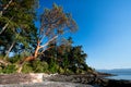 Arbutus trees seaside forest under a blue sky in Moses Point, Vancouver Island, Canada