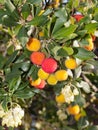 Arbutus Unedo.