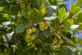 Arbutus unedo evergreen strawberry tree with yellow green unripened fruits, branches with green leaves