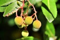 Arbutus Unedo fruits