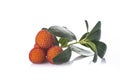 Arbutus unedo fruits isolated on a white background