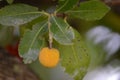 Arbutus unedo or strawberry fruits branch tree