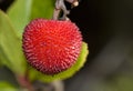 Arbutus unedo (Strawberry Tree)