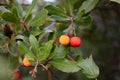 Fruits of Arbutus unedo. Moneglia. Liguria. Italy