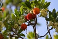 Arbutus unedo or strawberry tree flower bells and fruits