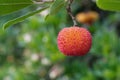 Arbutus unedo strawberry tree fruit