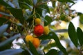 Arbutus unedo or strawberry tree fruits, flowers and leaves