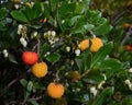 Arbutus unedo strawberry tree fruits, leaves and flowers Royalty Free Stock Photo