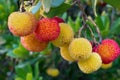 Arbutus unedo strawberry tree fruits