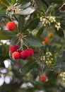 Arbutus Unedo tree Royalty Free Stock Photo