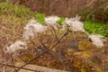 Arc of Clematis Vitalba Seed Heads Royalty Free Stock Photo