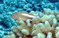 Arc-Eye Hawkfish Royalty Free Stock Photo