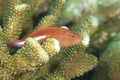 Arc-eye hawkfish Royalty Free Stock Photo