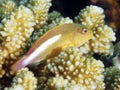 Arc-eye hawkfish Royalty Free Stock Photo