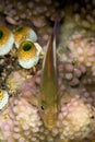 arc-eye hawkfish on coral Royalty Free Stock Photo