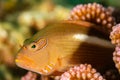arc-eye hawkfish on coral Royalty Free Stock Photo