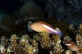 Arc-Eye Hawkfish Parracirrhites arcatus Royalty Free Stock Photo