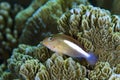 Arc-Eye Hawkfish Parracirrhites arcatus Royalty Free Stock Photo
