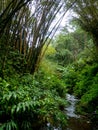 Arc formed by bamboo over small creek. Hawaii