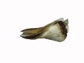 Arca zebra, or the turkey wing ark clam, similar to the whole turkey wing. Royalty Free Stock Photo