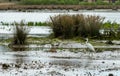 Arcachon Bay, France. Little egret in the salt meadows of La Teste