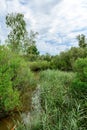 Arcachon Bay, France. The salt meadows of La Teste Royalty Free Stock Photo