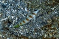 Arcfin Shrimpgoby Amblyeleotris arcupinna