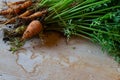 Arch of baby carrots freshly harvested, on weathered wood table