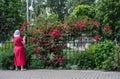 Arch of blooming red climbing roses. Middle-aged woman in red summer dress scarf takes photos of flowers on smartphone