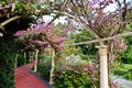 Arch of Bougainvillea purple flowers in Turkey Royalty Free Stock Photo