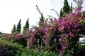 Arch of Bougainvillea purple flowers in Turkey Royalty Free Stock Photo