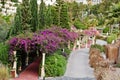 Arch of Bougainvillea purple flowers in Turkey resort Royalty Free Stock Photo