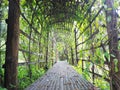 Arch creeper plant entrance gate with sunlight Royalty Free Stock Photo