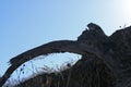 ARCH OF A FALLEN TREE AGAINST MORNING LIGHT Royalty Free Stock Photo