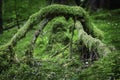 Arch formed from branches covered with moss
