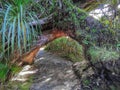 An arch formed by a native tree on a hiking trail on the West Coast region of the South Island of New Zealand