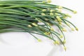 Arch of giant chive stems and flower buds isolated on white