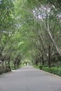 The arch green Tree Royalty Free Stock Photo