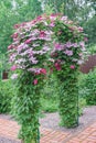 Arch with pink and burgundy clematis.Soft focus.vertical photo format.Concept of the choice,combination of climbing plants and Royalty Free Stock Photo