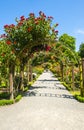 Arch with red roses in the garden Royalty Free Stock Photo