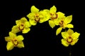 Bright yellow cymbidium orchids on dark background